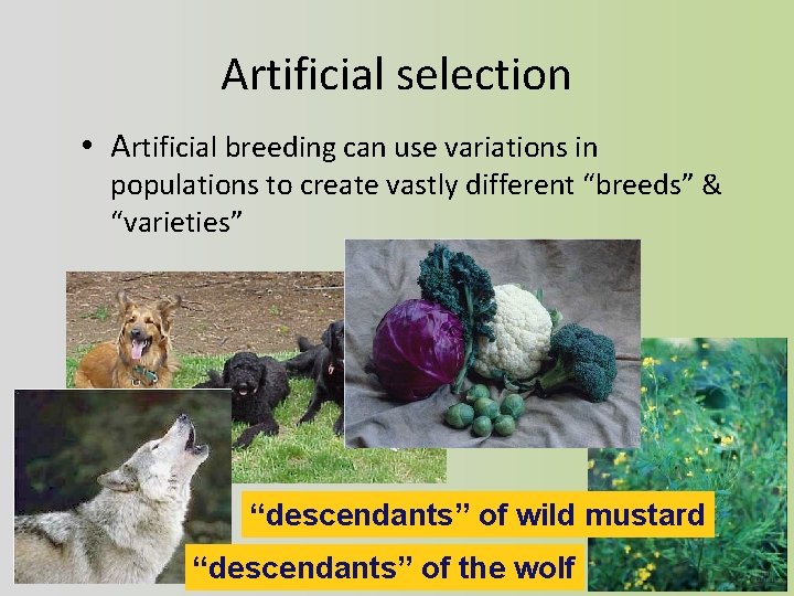 Artificial selection • Artificial breeding can use variations in populations to create vastly different