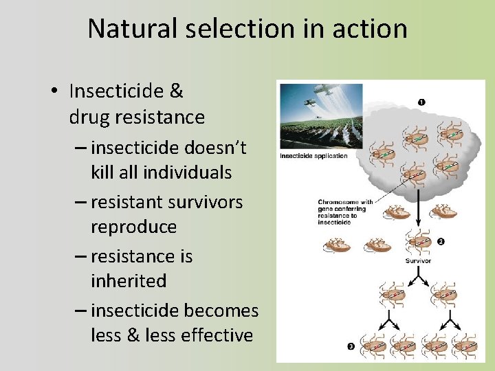 Natural selection in action • Insecticide & drug resistance – insecticide doesn’t kill all