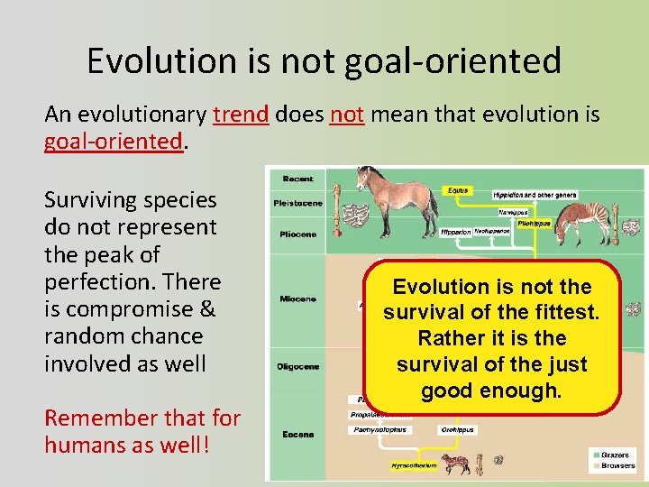 Evolution is not goal-oriented An evolutionary trend does not mean that evolution is goal-oriented.