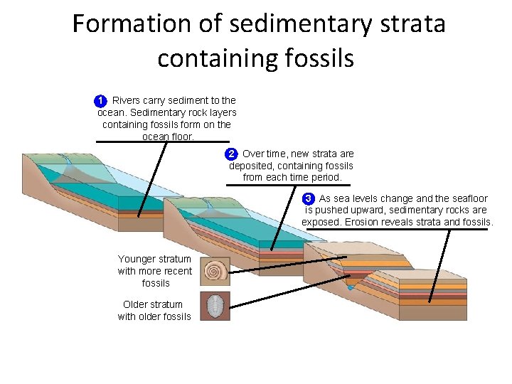 Formation of sedimentary strata containing fossils 1 Rivers carry sediment to the ocean. Sedimentary