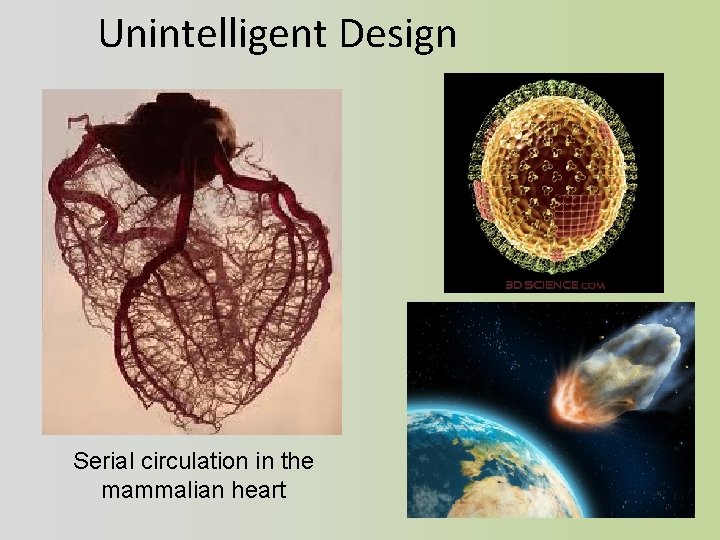 Unintelligent Design Serial circulation in the mammalian heart 
