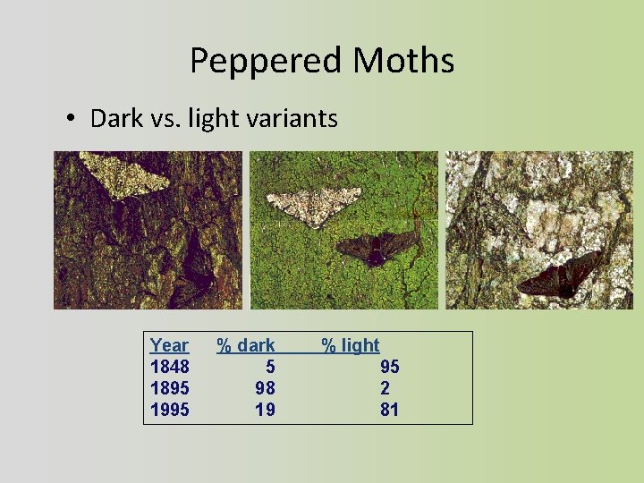Peppered Moths • Dark vs. light variants Year 1848 1895 1995 % dark 5