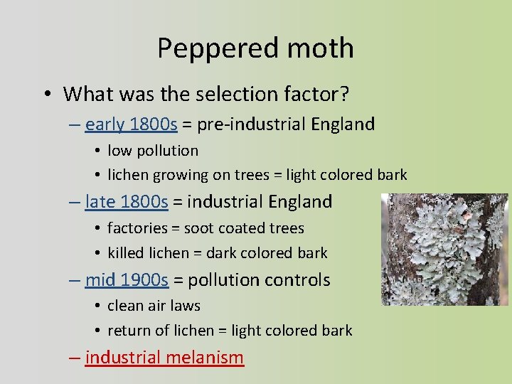 Peppered moth • What was the selection factor? – early 1800 s = pre-industrial