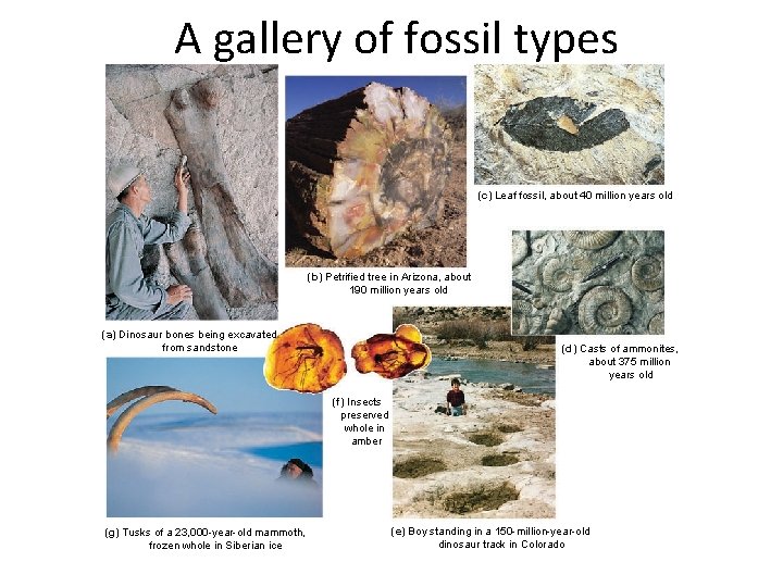 A gallery of fossil types (c) Leaf fossil, about 40 million years old (b)