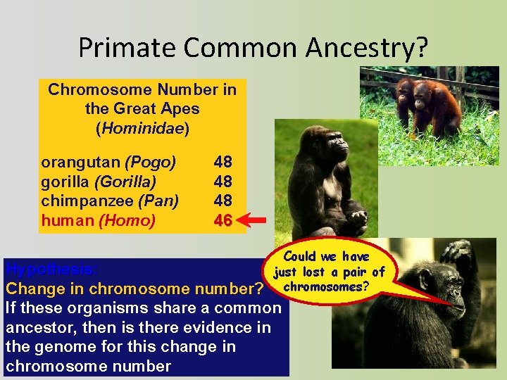 Primate Common Ancestry? Chromosome Number in the Great Apes (Hominidae) orangutan (Pogo) gorilla (Gorilla)