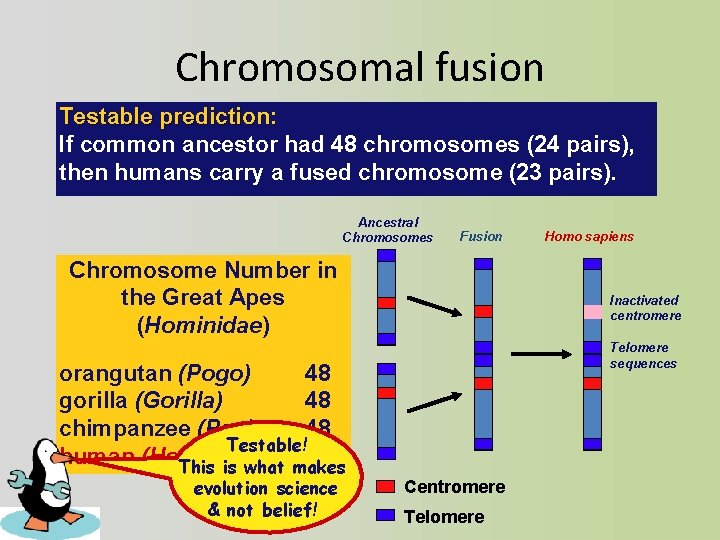 Chromosomal fusion Testable prediction: If common ancestor had 48 chromosomes (24 pairs), then humans