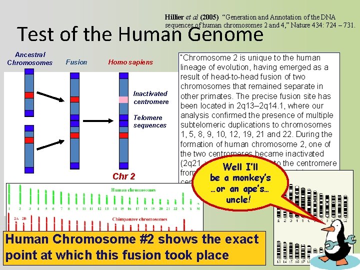 Hillier et al (2005) “Generation and Annotation of the DNA sequences of human chromosomes