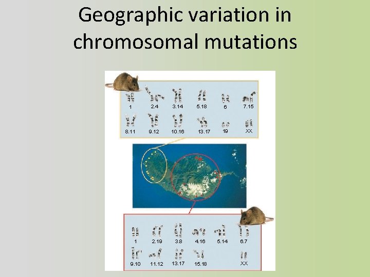 Geographic variation in chromosomal mutations 1 2. 4 3. 14 5. 18 8. 11