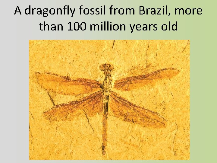 A dragonfly fossil from Brazil, more than 100 million years old 