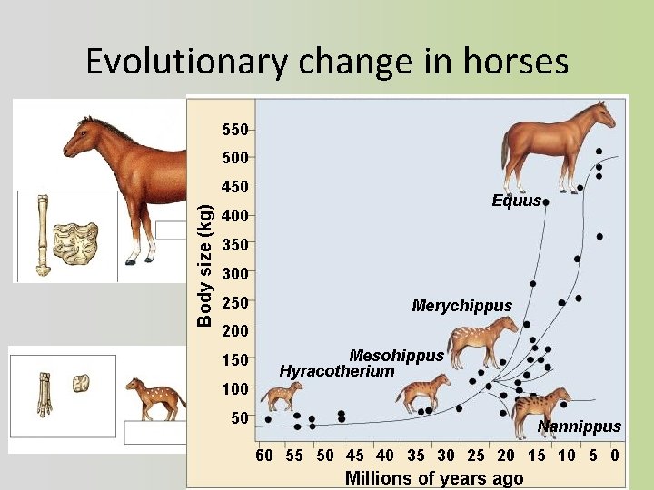 Evolutionary change in horses 550 500 Body size (kg) 450 Equus 400 350 300