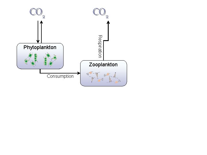 CO 2 Respiration Phytoplankton Respiration Photosynthes is CO 2 Zooplankton Consumption  CO 2 Respiration Phytoplankton Respiration Photosynthes is CO 2 Zooplankton Consumption