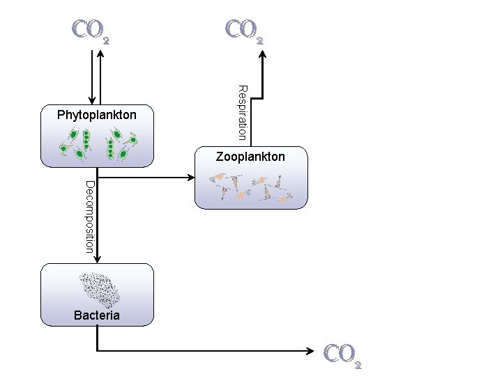 CO 2 Respiration Photosynthes is CO 2 Phytoplankton Zooplankton Decomposition Consumption Bacteria Remineralization CO CO 2 Respiration Photosynthes is CO 2 Phytoplankton Zooplankton Decomposition Consumption Bacteria Remineralization CO