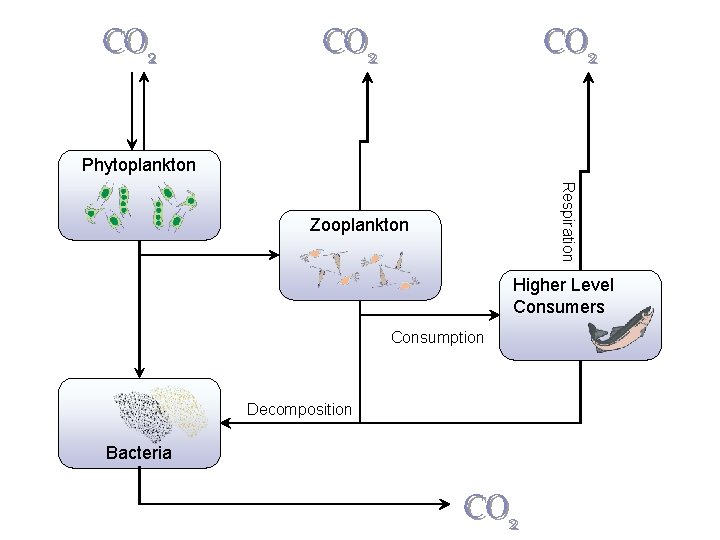 CO 2 Respiration CO 2 Phytoplankton Respiration Photosynthes is CO 2 Zooplankton Decomposition Consumption CO 2 Respiration CO 2 Phytoplankton Respiration Photosynthes is CO 2 Zooplankton Decomposition Consumption