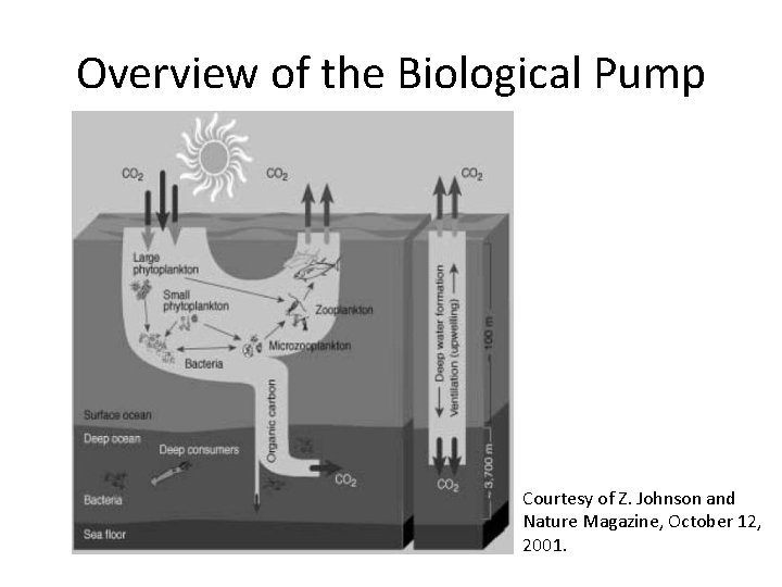 Overview of the Biological Pump Courtesy of Z. Johnson and Nature Magazine, October 12, Overview of the Biological Pump Courtesy of Z. Johnson and Nature Magazine, October 12,