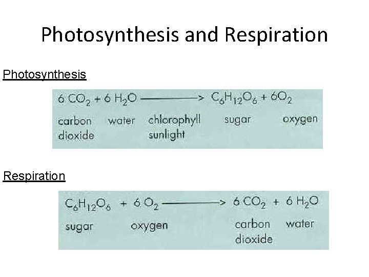Photosynthesis and Respiration Photosynthesis Respiration  Photosynthesis and Respiration Photosynthesis Respiration