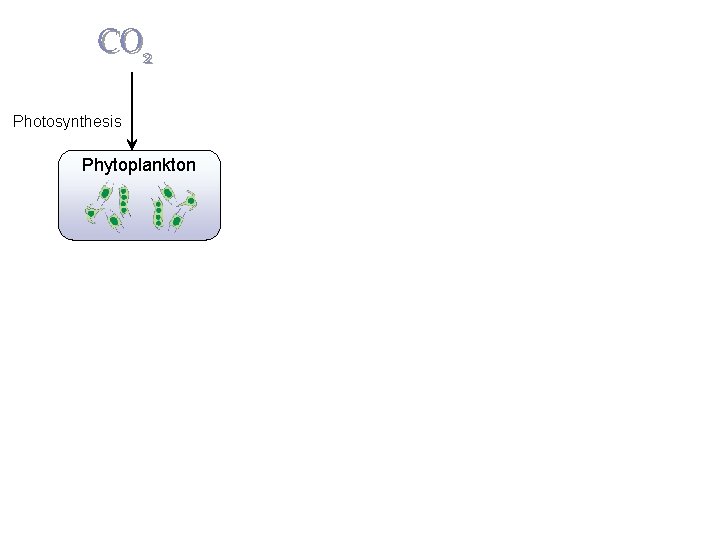 CO 2 Photosynthesis Phytoplankton  CO 2 Photosynthesis Phytoplankton