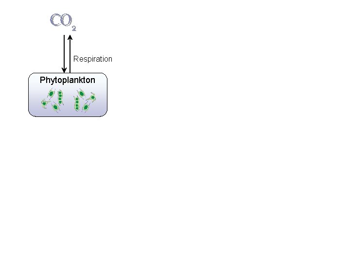 CO 2 Photosynthes is Respiration Phytoplankton  CO 2 Photosynthes is Respiration Phytoplankton