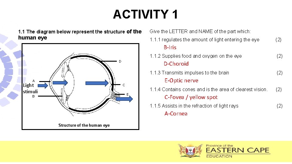 ACTIVITY 1 1. 1 The diagram below represent the structure of the human eye