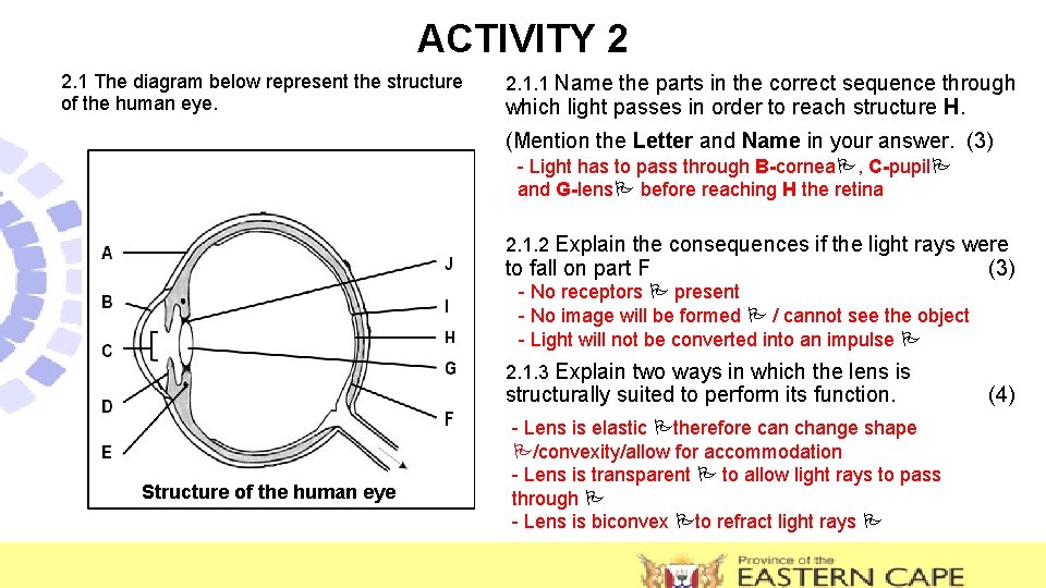 ACTIVITY 2 2. 1 The diagram below represent the structure of the human eye.