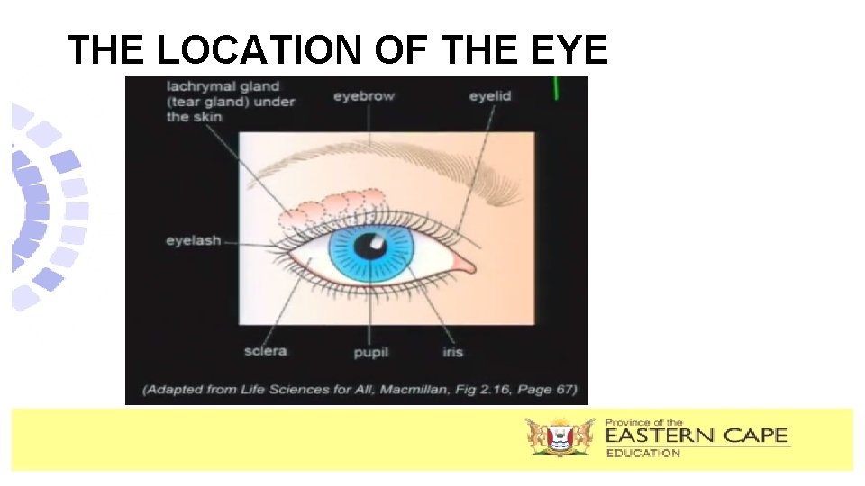THE LOCATION OF THE EYE 