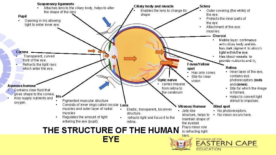 Suspensory ligaments • Attaches lens to the ciliary body, helps to alter the shape