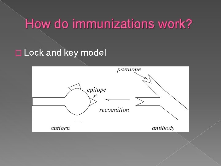 How do immunizations work? � Lock and key model 