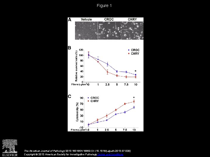 Figure 1 The American Journal of Pathology 2013 1831654 -1666 DOI: (10. 1016/j. ajpath.