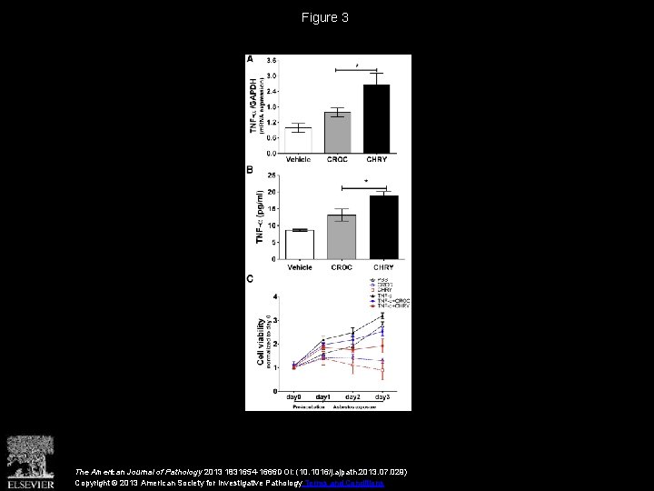 Figure 3 The American Journal of Pathology 2013 1831654 -1666 DOI: (10. 1016/j. ajpath.