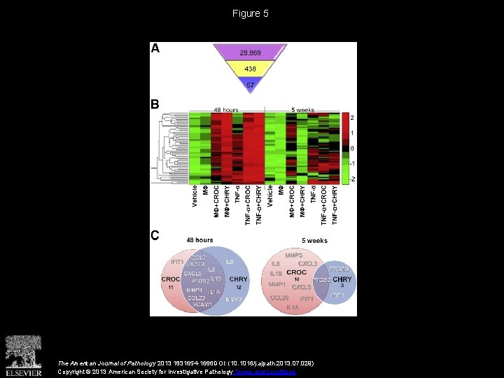 Figure 5 The American Journal of Pathology 2013 1831654 -1666 DOI: (10. 1016/j. ajpath.