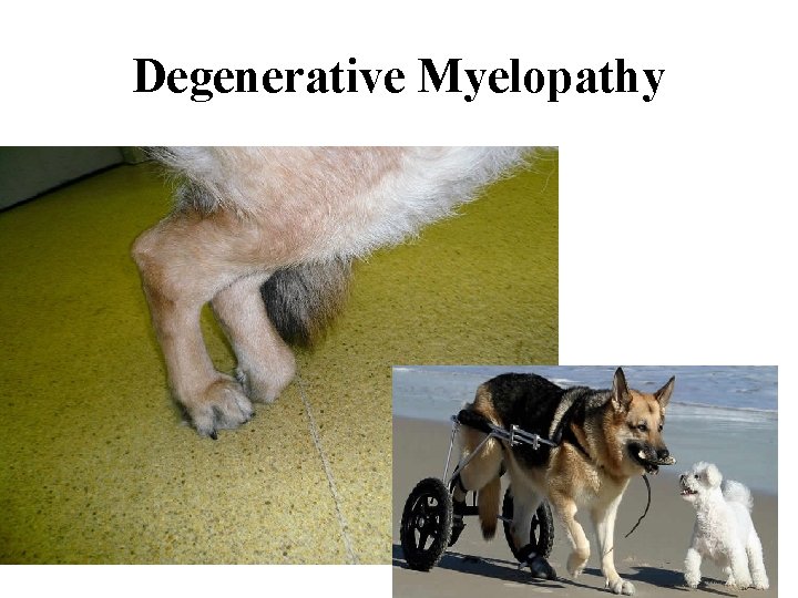 Degenerative Myelopathy 