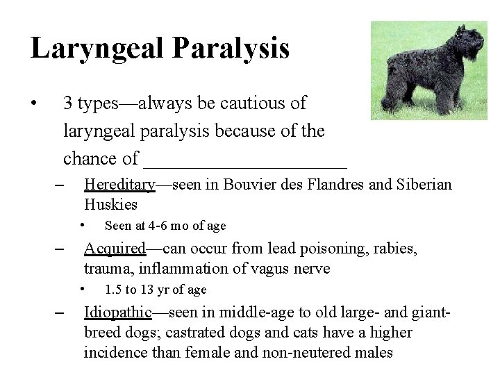 Laryngeal Paralysis • 3 types—always be cautious of laryngeal paralysis because of the chance