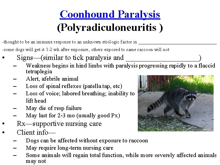 Coonhound Paralysis (Polyradiculoneuritis ) -thought to be an immune response to an unknown etiologic