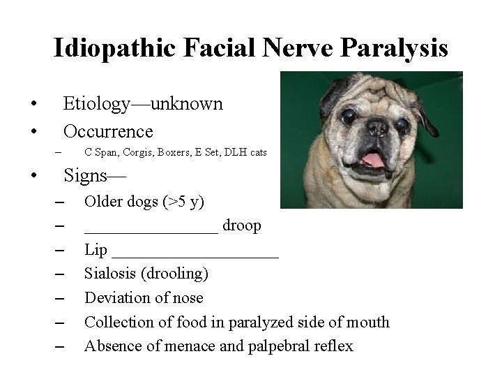 Idiopathic Facial Nerve Paralysis • • Etiology—unknown Occurrence – • C Span, Corgis, Boxers,