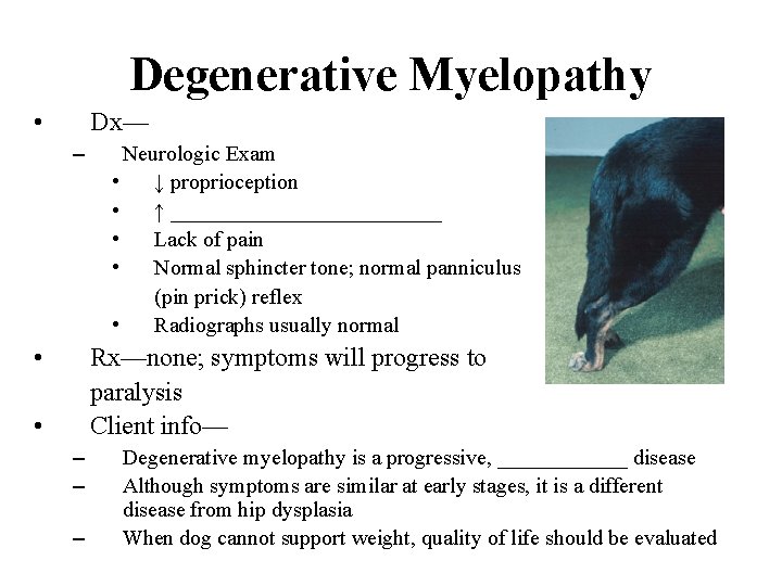 Degenerative Myelopathy • Dx— – • Neurologic Exam • ↓ proprioception • ↑ _____________