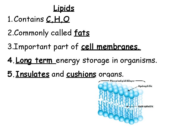 Lipids 1. Contains C, H, O 2. Commonly called fats 3. Important part of