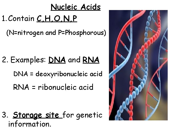 Nucleic Acids 1. Contain C, H, O, N, P (N=nitrogen and P=Phosphorous) 2. Examples: