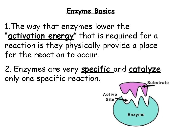 Enzyme Basics 1. The way that enzymes lower the “activation energy” that is required