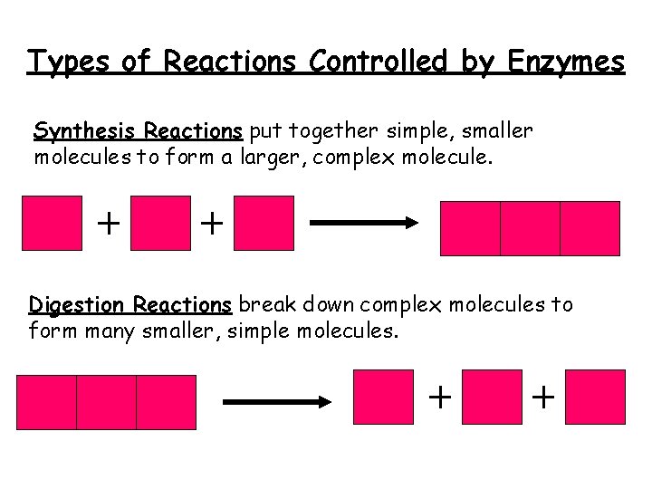 Types of Reactions Controlled by Enzymes Synthesis Reactions put together simple, smaller molecules to