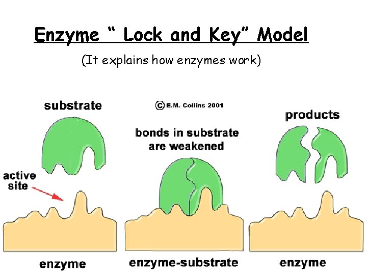 Enzyme “ Lock and Key” Model (It explains how enzymes work) 