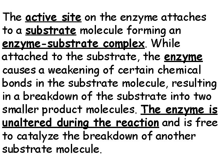 The active site on the enzyme attaches to a substrate molecule forming an enzyme-substrate