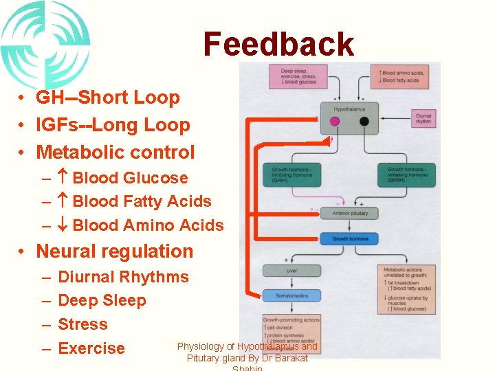 Feedback • GH--Short Loop • IGFs--Long Loop • Metabolic control – Blood Glucose –