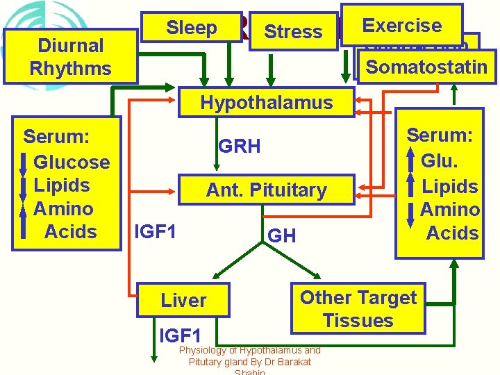 Long-Loop Diurnal Feedback Rhythms Exercise Sleep Regulation Stress GH Short-Loop Somatostatin Feedback Hypothalamus Serum: