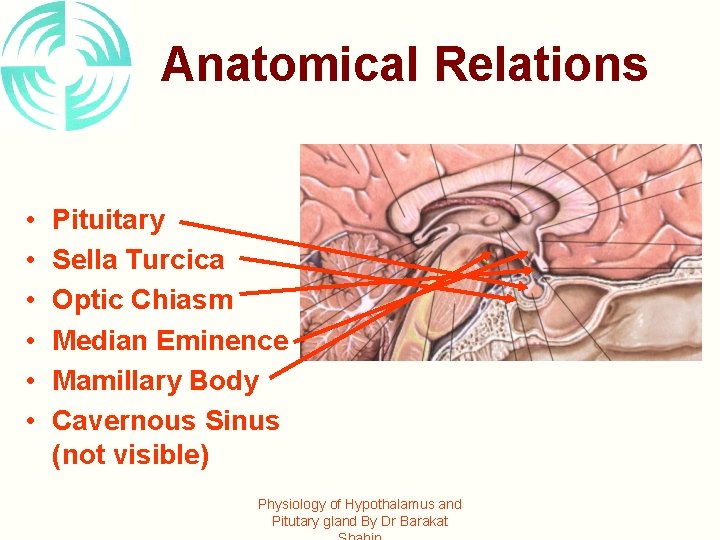 Anatomical Relations • • • Pituitary Sella Turcica Optic Chiasm Median Eminence Mamillary Body