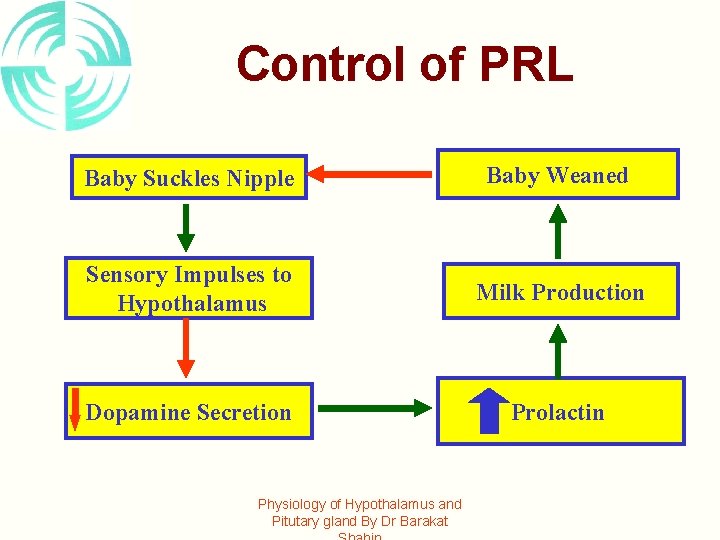 Control of PRL Baby Suckles Nipple Baby Weaned Sensory Impulses to Hypothalamus Milk Production
