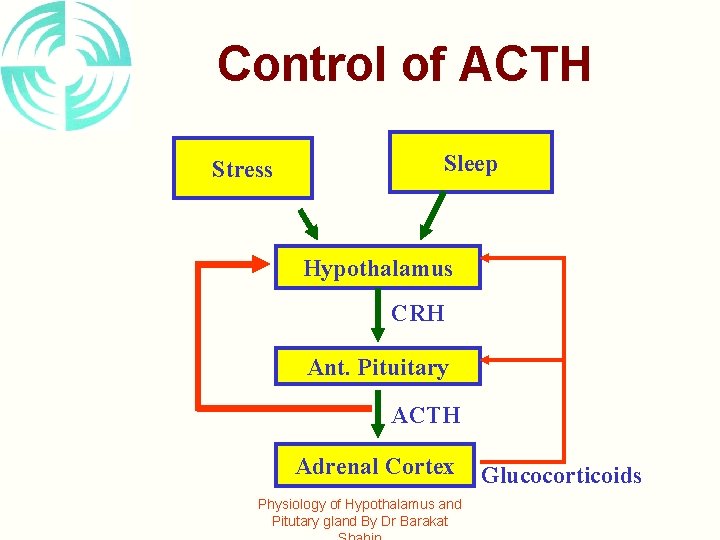 Control of ACTH Stress Sleep Hypothalamus CRH Ant. Pituitary ACTH Adrenal Cortex Physiology of