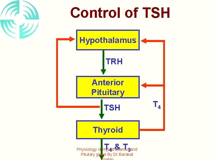 Control of TSH Hypothalamus TRH Anterior Pituitary TSH Thyroid T &T Physiology of Hypothalamus