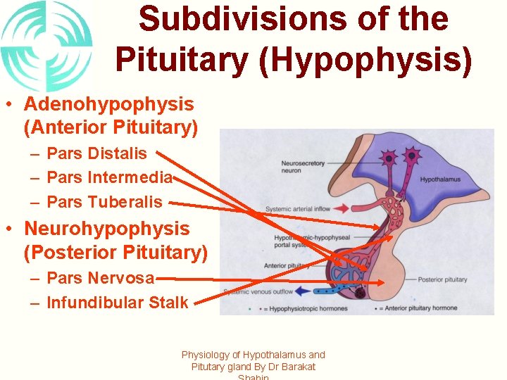 Subdivisions of the Pituitary (Hypophysis) • Adenohypophysis (Anterior Pituitary) – Pars Distalis – Pars