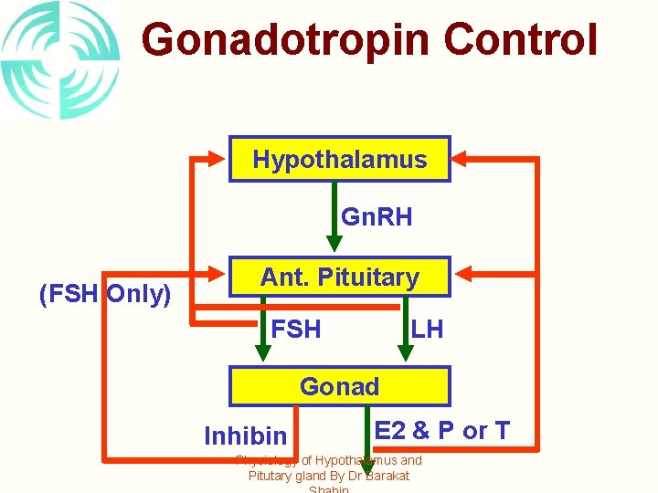 Gonadotropin Control Hypothalamus Gn. RH (FSH Only) Ant. Pituitary FSH LH Gonad Inhibin E