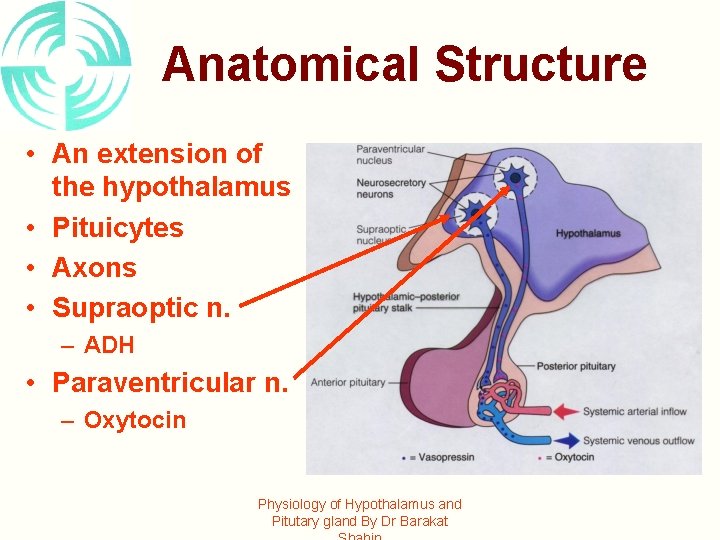 Anatomical Structure • An extension of the hypothalamus • Pituicytes • Axons • Supraoptic