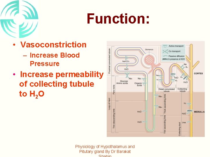 Function: • Vasoconstriction – Increase Blood Pressure • Increase permeability of collecting tubule to
